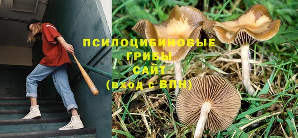 PSILOCYBIN Волосово