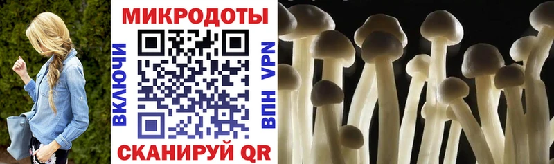 Псилоцибиновые грибы Psilocybe  Вышний Волочёк 